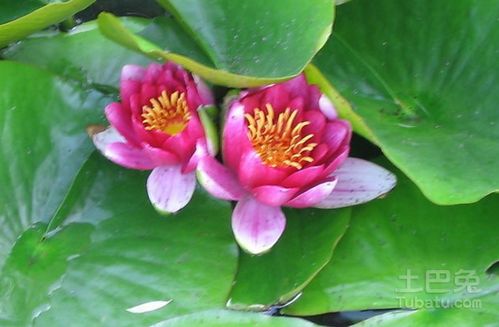  马蹄莲的花语和象征意义，马蹄莲的花语和象征意义，爱情、高贵与纯洁--第1张
