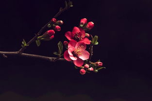  夕颜花图片，神秘而美丽的生命之花--第1张