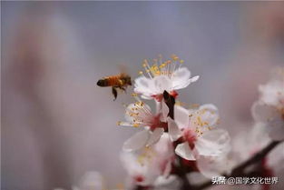 ，杏花，春天的使者，自然的诗篇，春天的使者，自然的诗篇之美--第1张