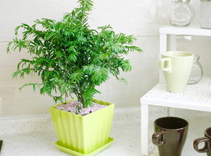  净化空气的室内盆栽植物大全--第1张