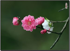  碧桃，春天的使者，花中仙子，春天的使者与花中仙子--第1张