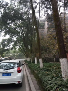  香樟树的寓意与象征，香樟树的美好寓意，生命永恒，祈愿永恒的象征--第1张