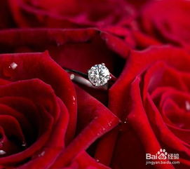 ，33朵玫瑰与52朵玫瑰的含义，爱的深度与浓度的象征--第1张