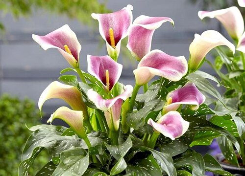  马蹄莲寓意及花语，马蹄莲的寓意和花语，爱情、高贵与纯洁--第1张