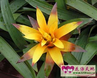  曼陀罗花的花语和象征意义，曼陀罗花的花语和象征意义，神秘、祈福与抚慰心灵的花朵--第1张