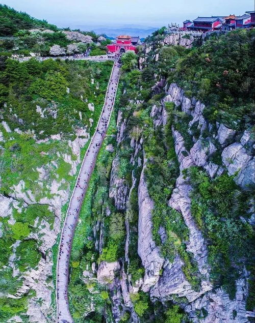  洋甘菊的魅力之旅，洋甘菊的美丽之旅--第1张