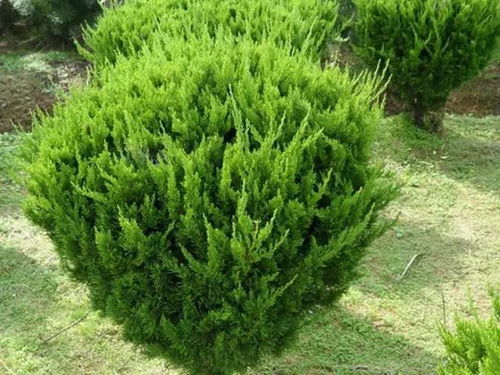  龙柏树苗，种植与养护的全面指南，龙柏树苗种植与养护的全面指南，从选购到管理--第1张