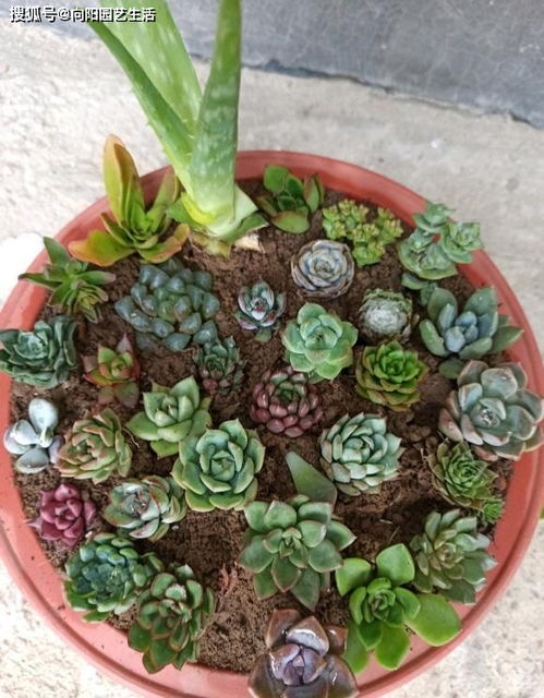  多肉的正确养殖方法，多肉植物的正确养殖方法--第1张