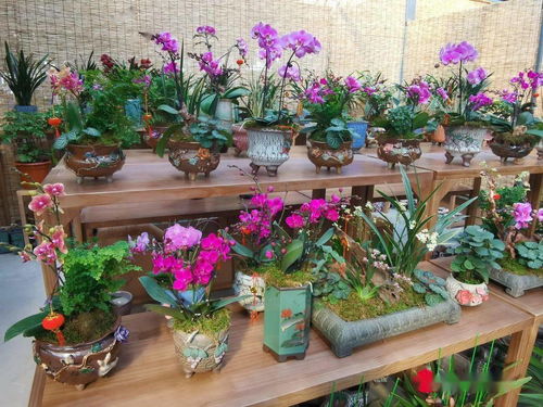  花卉市场批发，各种花价一览，花卉市场批发价一览表，各种花卉的价格一览--第1张