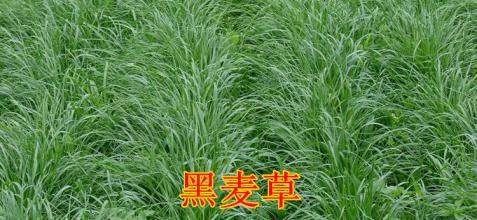  黑麦草种子的价格是多少？--第1张