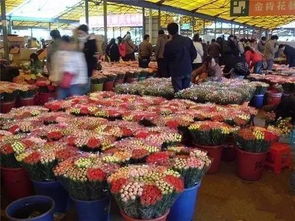  广州芳村鲜花批发市场——鲜花的海洋，生活的色彩，广州芳村鲜花批发市场，鲜花的海洋，生活的色彩--第1张
