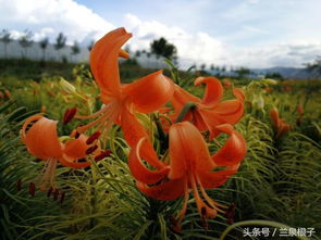  ，百合花的花语，纯洁、高雅与深深的爱的象征，百合花的花语，纯洁、高雅与爱的象征，爱的永恒表达--第1张