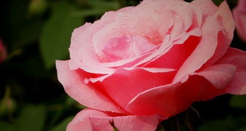  月季花的花语，月季花的花语，爱情、容光焕发、光荣。--第1张