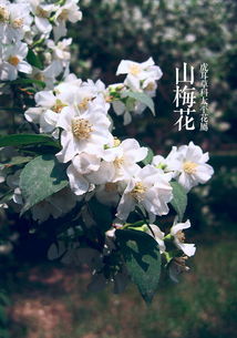  春天会开哪些花--第1张