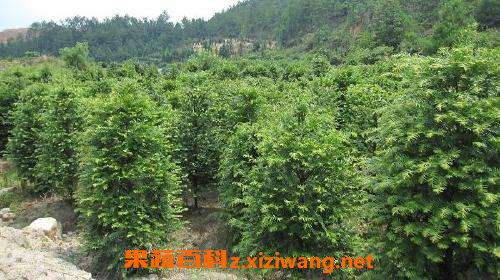  红豆杉的养殖方法和注意事项盆栽--第1张