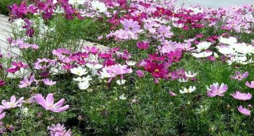  波斯菊和格桑花的区别，波斯菊与格桑花的区别，生长环境不同--第1张