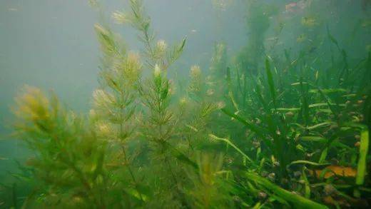  适合深水种植的沉水植物，适合深水种植的沉水植物，水生美人蕉--第1张