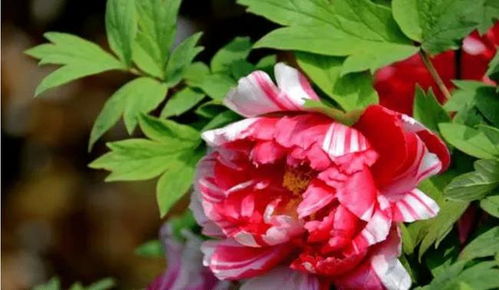 中国有没有国花？，中国国花之争，是否确定国花？--第1张