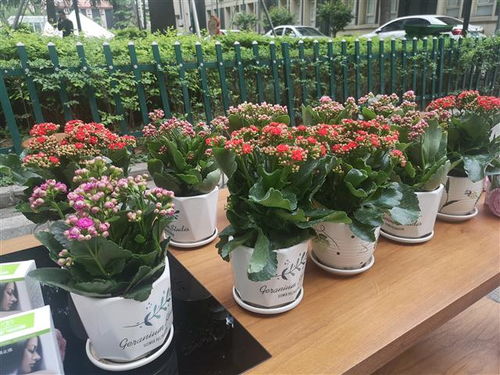  上海城市鲜花速递，传递美好，传递爱，上海城市鲜花速递，传递美好与爱的使者--第1张