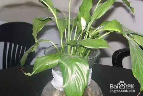  水培清香木的养殖方法和注意事项，水培清香木的养护技巧与注意事项--第1张