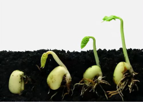  动物帮助植物传播种子的例子--第1张