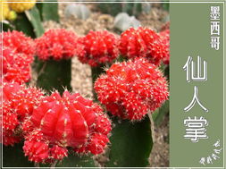  世界各国国花图片及名称--第1张