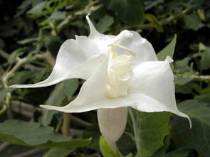  结香花是52种致癌物？真相大揭秘，结香花致癌物真相，谣言还是确有其事？--第1张