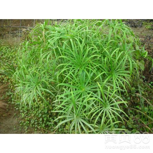  旱伞草多少钱一株--第1张