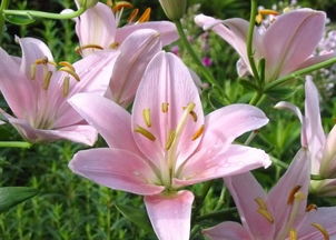  百合花图片，美丽与纯洁的象征，百合花图片，美丽与纯洁的象征之花语与寓意--第1张