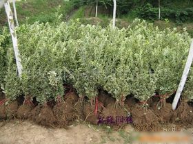  金边黄杨是乔木还是灌木，金边黄杨的植物类型是灌木。--第1张