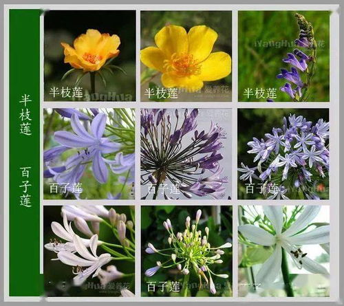  100种花的名字和图片欣赏--第1张