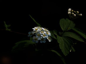  四月开的花，四月开的花有，樱花、杏花、梨花、海棠花、鸢尾花等。--第1张