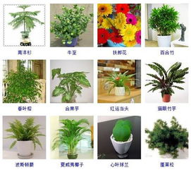  植物大全名字和图片--第1张