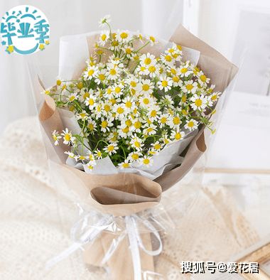  粉色雏菊的花语与寓意，粉色雏菊的花语是纯洁、柔弱、永恒的美和深刻的爱情，寓意着美好的爱情，寓意着生命中的新生，也寓意着坚强和纯洁的友谊。--第1张