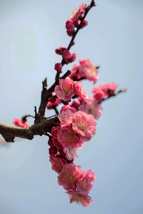  梅花象征着坚韧不拔、高洁、友谊、美丽和希望，梅花象征着美丽和希望--第1张