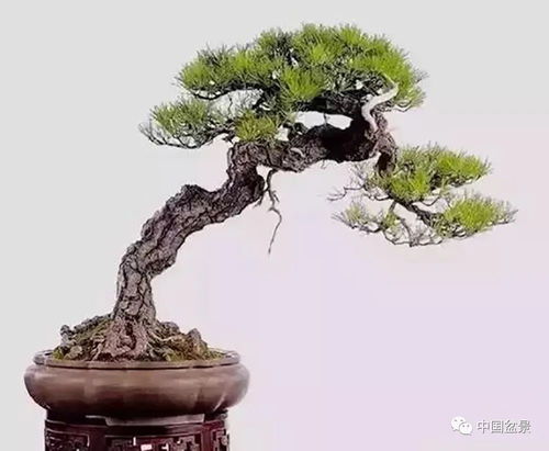  盆景树种大全，盆景树种大全，适合制作盆景的常见树种推荐--第1张