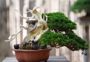  万年青盆栽，永恒的绿色之美，点缀生活的艺术
