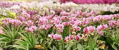  广州花市在哪几个地方