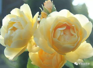  月季花的样子和特点，美丽绽放的特点与形态--第1张