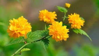  棣棠花的花语，棣棠花的花语是高贵、优雅和友谊长存。--第1张
