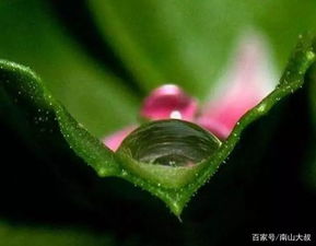  水晶花图片，梦幻般的美丽与神秘--第1张
