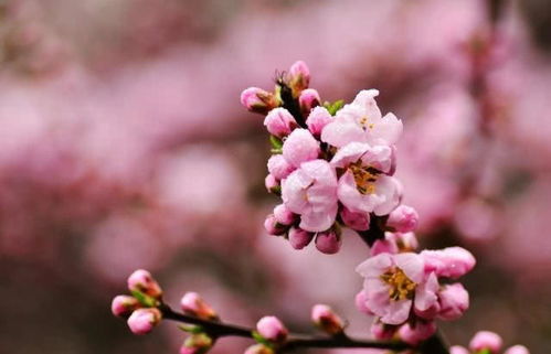  冷门好听的花名绰号，神秘森林中的蓝月亮花——冷门好听的花名绰号--第1张