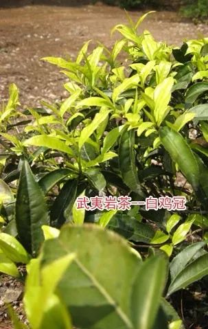  七叶树的美丽传说，七叶树的美丽传说，永恒的绿意与神秘的故事--第1张