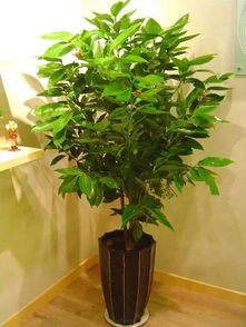  52种常见灌木的介绍与养护方法，52种常见灌木的养护技巧与注意事项--第1张