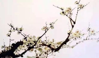  有关梅花的诗句，咏梅--第1张