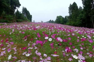  成都鲜花山谷，浪漫与自然的完美结合，成都鲜花山谷，浪漫与自然的完美结合之地--第1张