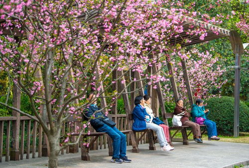  海棠花市网站怎么进，如何进入海棠花市网站--第1张