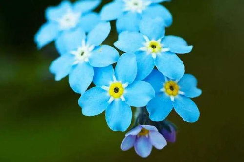  ，蓝色勿忘我花图片，浪漫与永恒的象征，蓝色勿忘我花永恒浪漫之花语图片大全--第1张