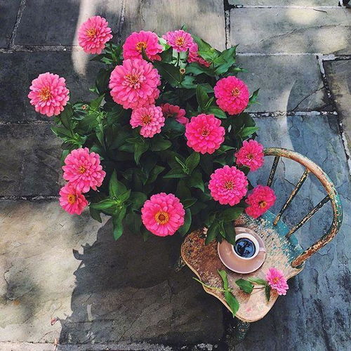  鲜花真实照片，美丽与真实的完美结合，鲜花真实照片，美丽与真实的完美结合之旅--第1张