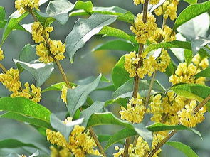  四季桂花树，四季桂花树养护技巧--第1张